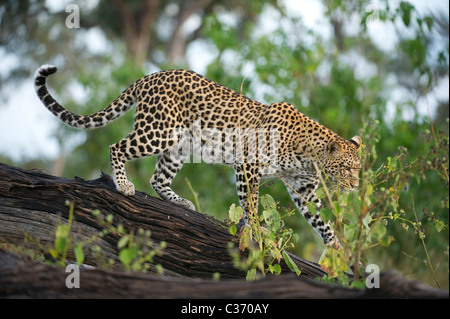 Femme africaine leopard Panthera pardes in tree in Mombo dans le Delta de l'Okavango au Botswana Banque D'Images