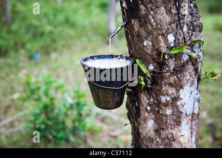 Le latex qui s'écoule de l'arbre à caoutchouc, Malaisie Banque D'Images