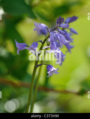 Bluebell anglais en fleur lumière pommelé Banque D'Images