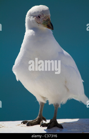 Portrait d'un sheathbill enneigés, South Georgia Island Banque D'Images