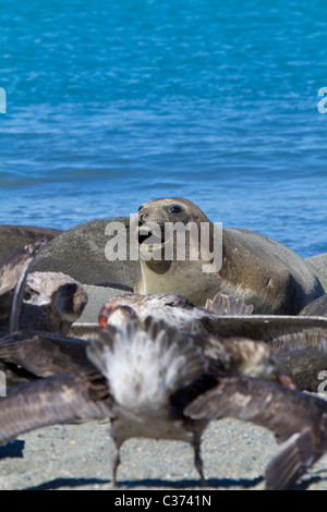 Les pétrels géants fête sur la carcasse de l'éléphant de mer morte bébé phoque, South Georgia Island Banque D'Images