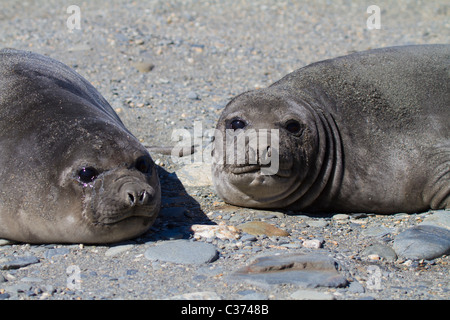 L'éléphant de deux phoques reste sur une plage de galets au Royal Bay, South Georgia Island Banque D'Images