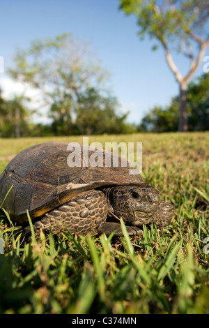 Gopher Tortoise - Sanibel Island, Floride, USA Banque D'Images