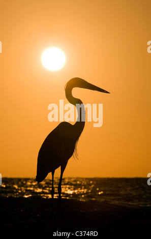 Silhouette de Grand Héron au coucher du soleil - Blind Pass Beach, Sanibel Island, Floride Banque D'Images