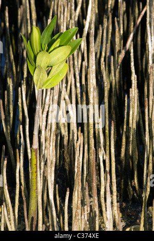 Pneumatophores Mangrove - J.N. Ding Darling National Wildlife Refuge - Sanibel Island, Floride, USA Banque D'Images