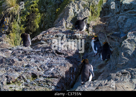 Cinq pingouins macaroni en direction de leur colonie à Hercules Bay, South Georgia Island Banque D'Images