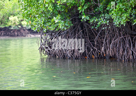 Les mangroves en Malaisie Banque D'Images