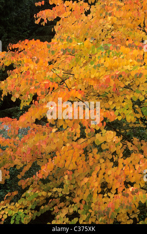 Cercidiphyllum japonicum, Feuillage de l'automne Plantes Plantes Jardin Katsura arbre arbres feuillage d'automne feuille feuilles automne Banque D'Images