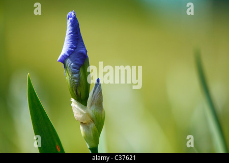 Iris bleu de jardins Banque D'Images