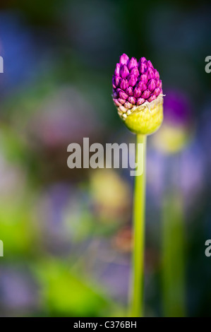 Allium hollandicum 'Purple Sensation'. Fleur d'Oignon ornemental sortant de bud Banque D'Images