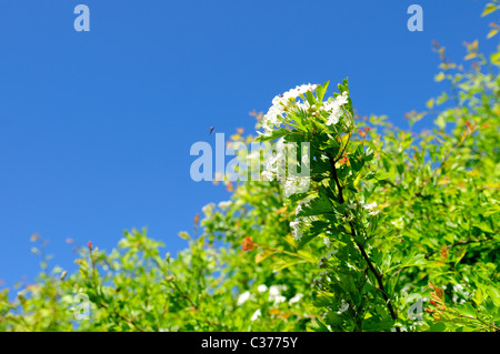 Les fleurs d'aubépine commune.(Crataegus monogyna). Banque D'Images