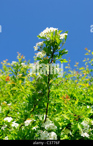 Les fleurs d'aubépine commune.(Crataegus monogyna). Banque D'Images