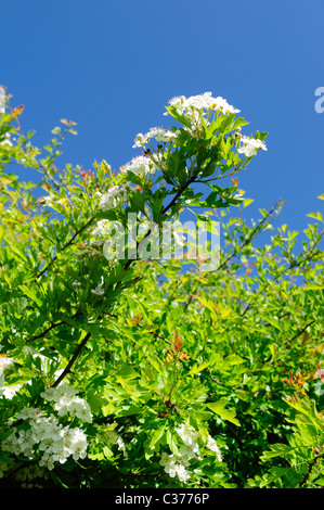 Les fleurs d'aubépine commune.(Crataegus monogyna). Banque D'Images