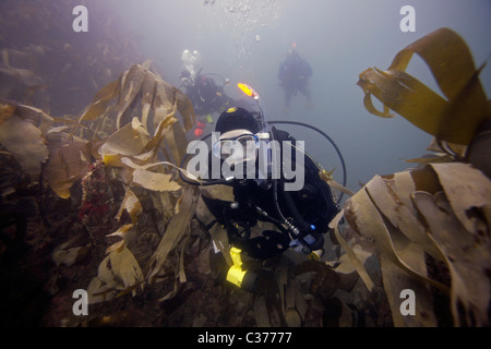 Nage à travers un lit de plongeurs de varech dans les eaux de l'Atlantique Nord près de l'Hébrides extérieures en Écosse. Banque D'Images