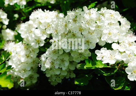 Les fleurs d'aubépine commune.(Crataegus monogyna). Banque D'Images