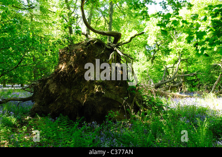 Arbre de chêne déraciné tombé . Banque D'Images