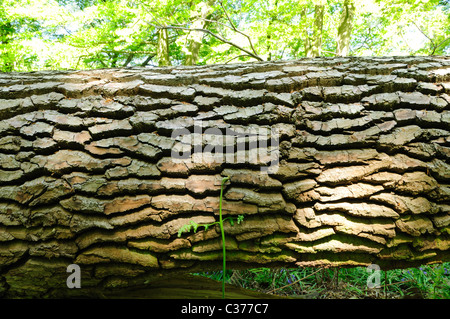 Fallen Oak en anglais caduques. Banque D'Images