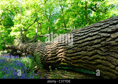 Fallen Oak en anglais caduques. Banque D'Images