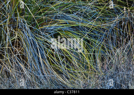 Roseaux / herbes poussant dans les contreforts des montagnes de Sandia près de Albuquerque, Nouveau Mexique, USA. Banque D'Images
