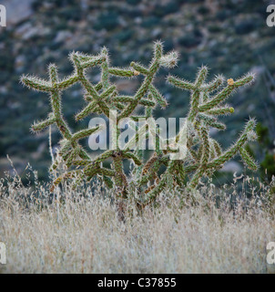 Cholla cactus et autre faoilage dans le désert contreforts des montagnes de Sandia, Nouveau Mexique, USA.