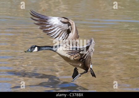 Canada goose landing. Banque D'Images