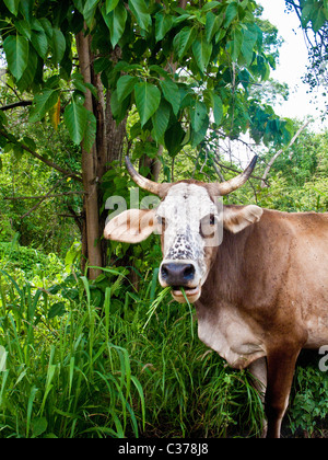 Jungle près de vache au Mexique Banque D'Images