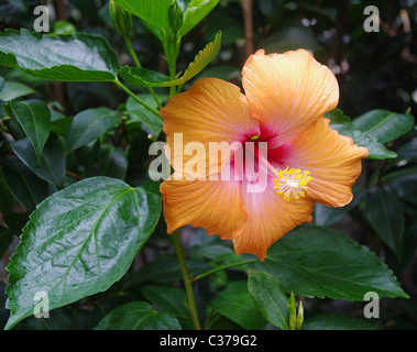 Rose jaune-orange-rouge Hibiscus rosa-sinensis H. également connu sous le nom de Chinese hibiscus, Hawaiian Hibiscus, Rose de Chine Banque D'Images