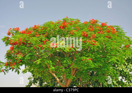 Flame Tree in flower sur front de mer, Bur Dubai, Dubaï, Émirats Arabes Unis Banque D'Images