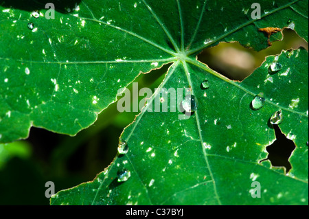 Tropaeolum majus, capucine, Indian Cress ou moines Cress Banque D'Images