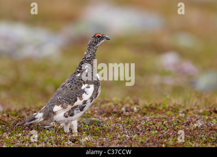 Le lagopède alpin (Lagopus mutus), mâle en plumage de transition debout sur la végétation de la toundra. Banque D'Images