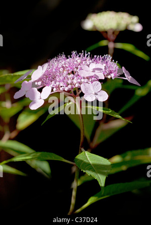 Hortensia Lacecap rose Banque D'Images