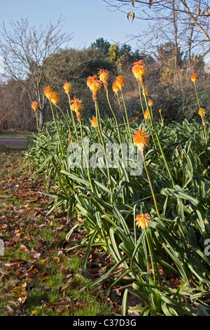 Kniphofia Rooperi (Red Hot Poker) fleurs Banque D'Images