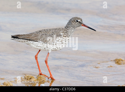 Chevalier arlequin (Tringa totanus), adulte en plumage d'hiver debout dans l'eau peu profonde. Banque D'Images