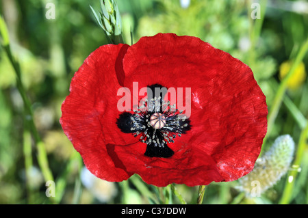 Fleurs sauvages de la Grèce au printemps, coquelicot Banque D'Images