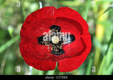 Fleurs sauvages de la Grèce au printemps, coquelicot Banque D'Images