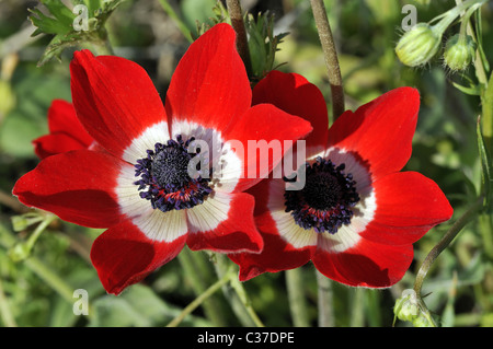 Fleurs sauvages de la Grèce au printemps, les anémones Banque D'Images