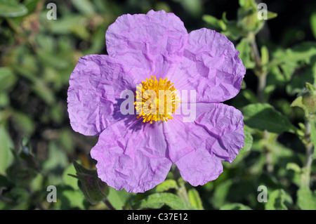 Fleurs sauvages de la Grèce au printemps, ciste ladanifère Banque D'Images