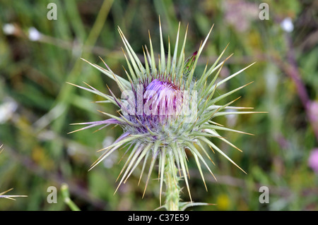 Fleurs sauvages de la Grèce au printemps, le thistle Banque D'Images