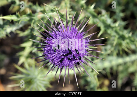 Fleurs sauvages de la Grèce au printemps, le thistle Banque D'Images