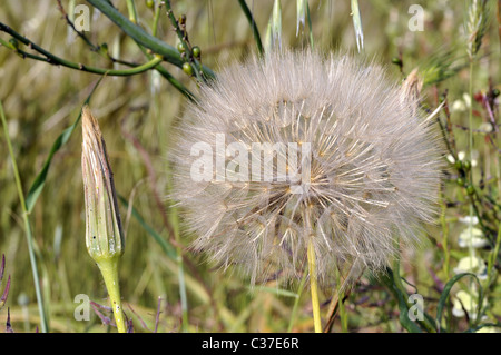 Fleurs sauvages de la Grèce au printemps, aster squamatus Banque D'Images