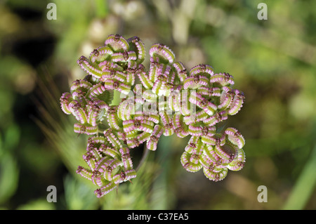 Fleurs sauvages de la Grèce au printemps Banque D'Images