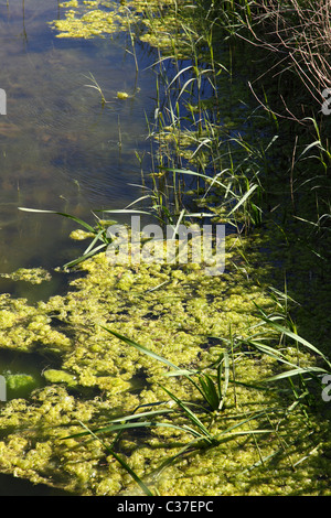 Des algues sur l'eau stagnante. Banque D'Images