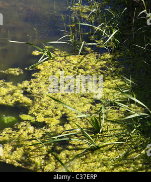 Des algues sur l'eau stagnante. Banque D'Images