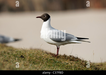 Des profils mouette rieuse - Larus ridibundus. Au nord-ouest de l'Écosse, au Royaume-Uni. Banque D'Images