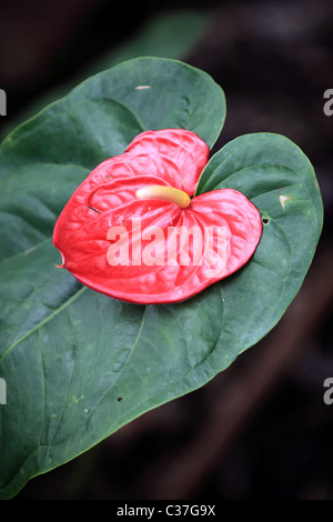 Fleur de l'anthurium en Asie Sri Lanka Banque D'Images