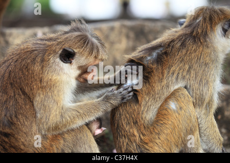 Les singes à la Temple d'or de Dambulla au Sri Lanka Asie Banque D'Images