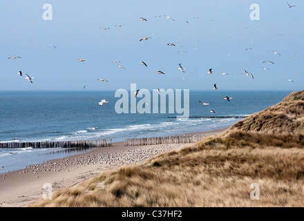 Mouettes (Laridae) voler au-dessus de la plage et des dunes, la province de Zélande, les Pays-Bas Banque D'Images