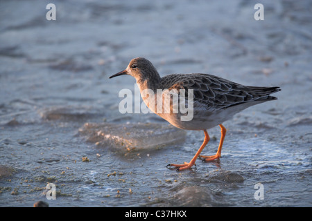 Philomachus pugnax Ruff, en hiver, sur la glace du pumage, UK Banque D'Images