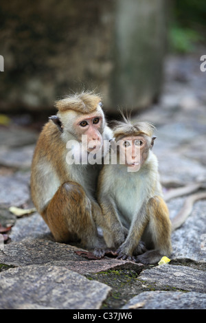 Les singes à la Temple d'or de Dambulla au Sri Lanka Asie Banque D'Images