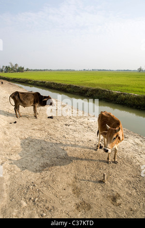 Vaches dans un petit village dans le parc national des Sunderbans au Bengale occidental, en Inde. Banque D'Images